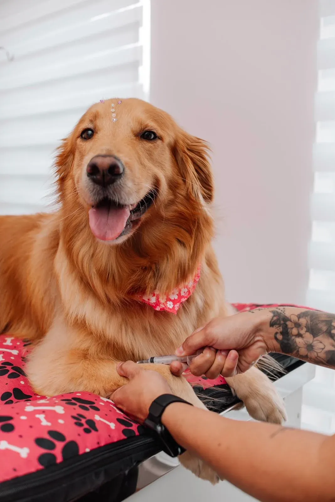 Veterinária aplicando vacina em um cachorro de pelo claro