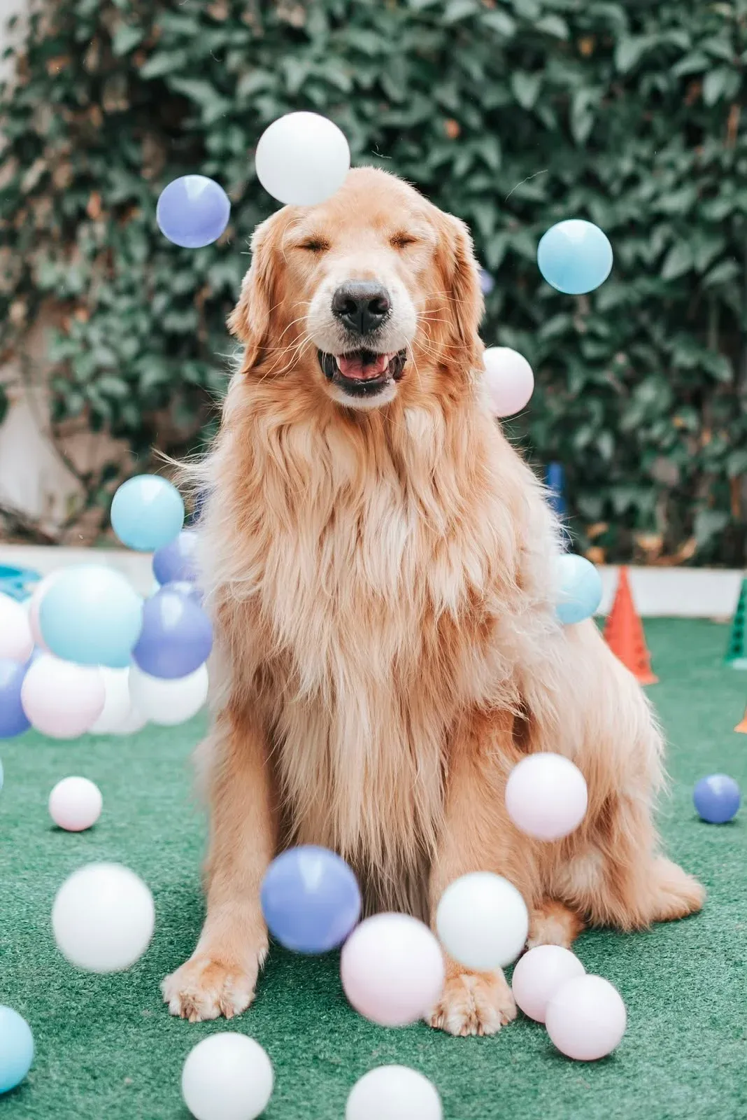 Cachorros brincando juntos no espaço da creche
