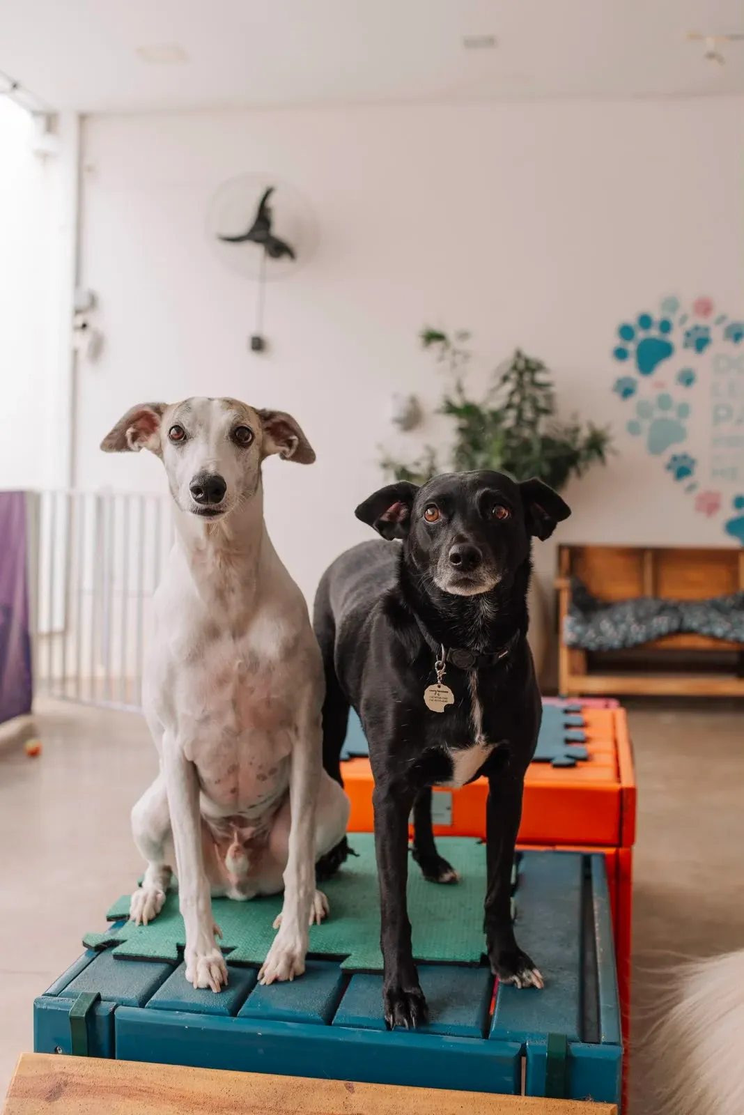 Cachorro deitado recebendo sessão de fisioterapia